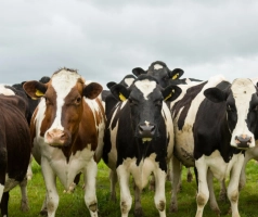 Roboty udojowe w gospodarstwach mlecznych – czy automatyczny dój to przyszłość hodowli krów?