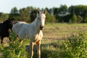 Wałach 1,5 roku i ogierek 6 miesiecy, izabele,, rasa wielkopolak