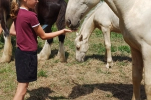 Wałach 1,5 roku i ogierek 6 miesiecy, izabele,, rasa wielkopolak