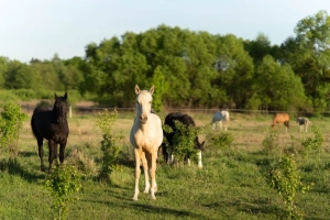 Wałach 1,5 roku i ogierek 6 miesiecy, izabele,, rasa wielkopolak