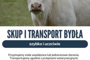 Skup i transport bydła