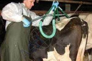 Przyrząd do podnoszenia krów podnośnik 800 KG