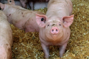 Dopłaty do ubezpieczenia zwierząt – wnioski tylko do 29 września 2025 r.