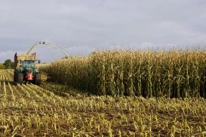 Rekordowe liczby – skąd taki boom na kukurydzę?